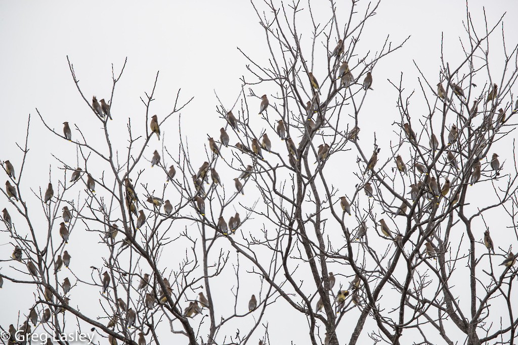 Cedar Waxwing - Greg Lasley