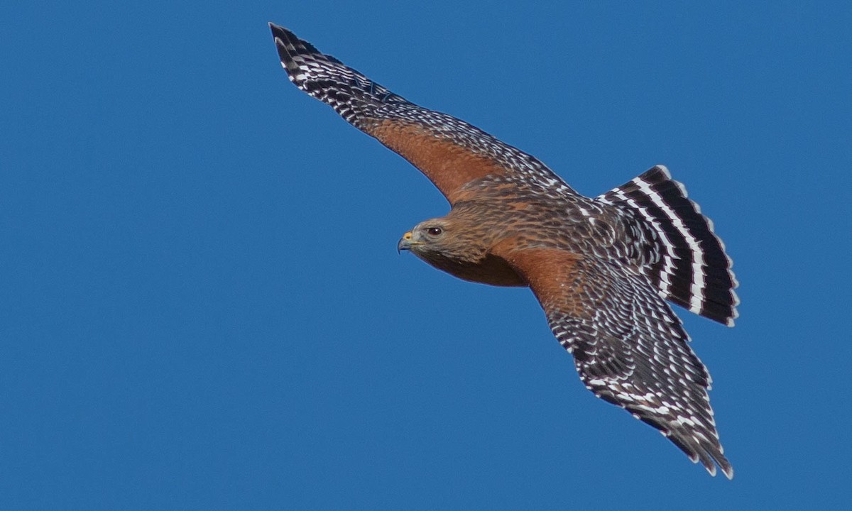 Rotschulterbussard (elegans) - ML86154661