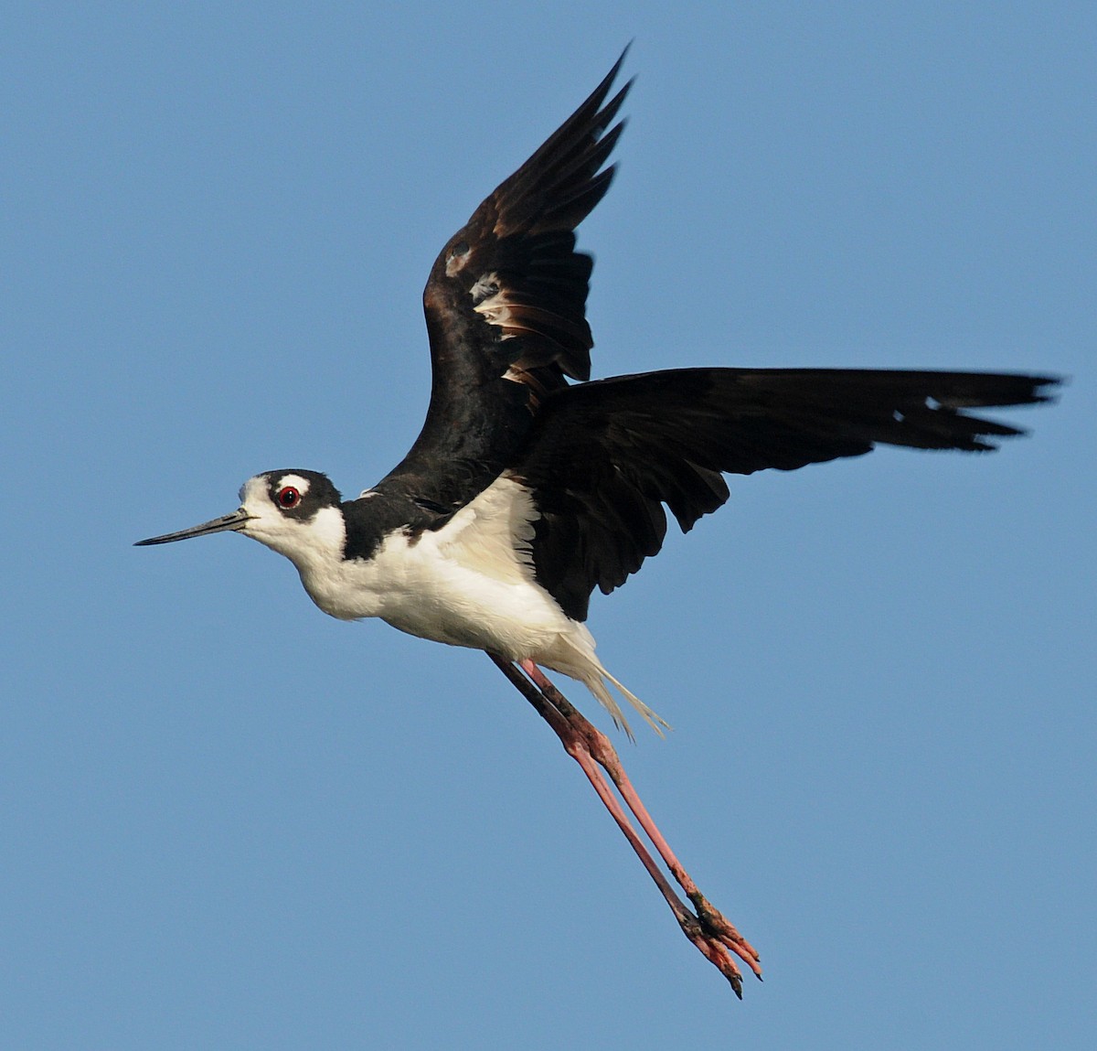 Black-necked Stilt - Steven Mlodinow