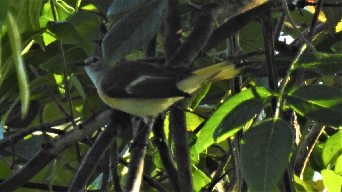 American Redstart - ML86156451