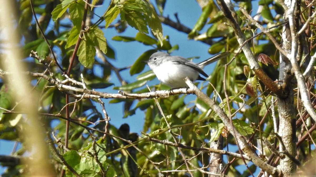 Blue-gray Gnatcatcher - Rick Folkening