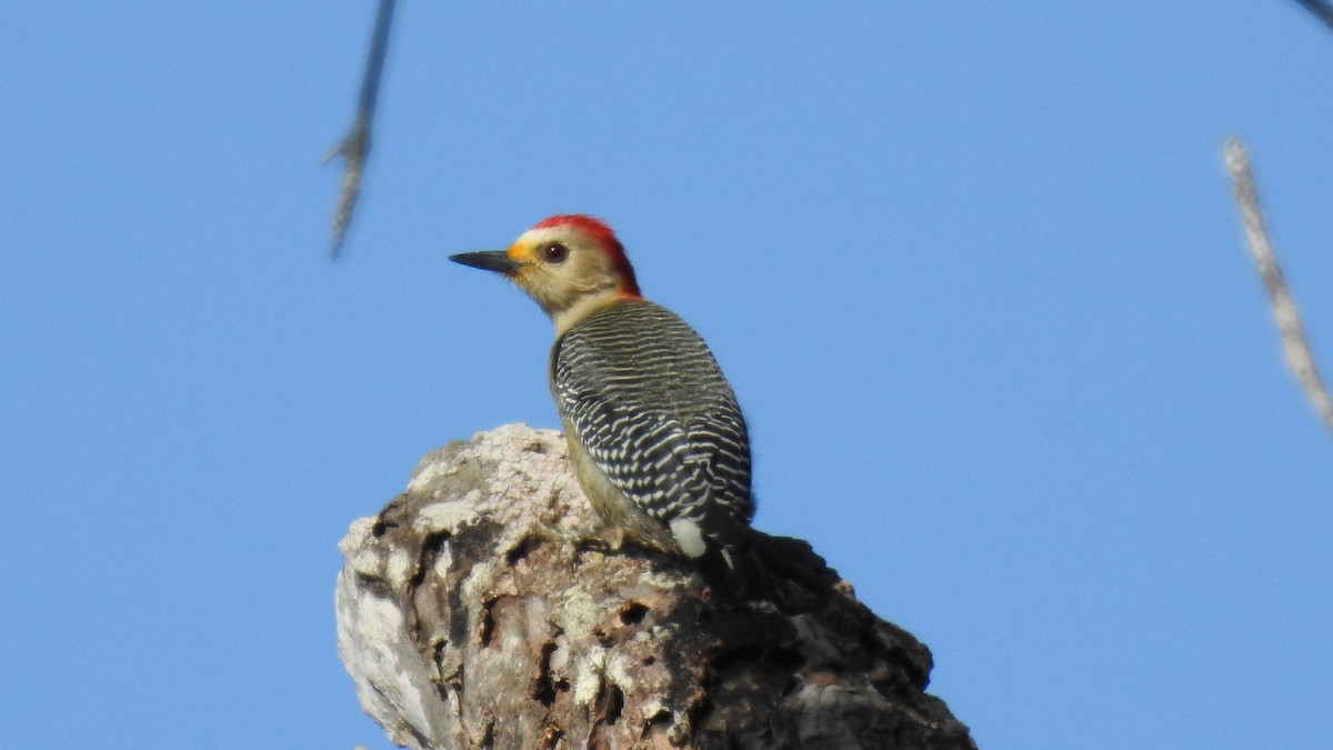 Yucatan Woodpecker - Rick Folkening