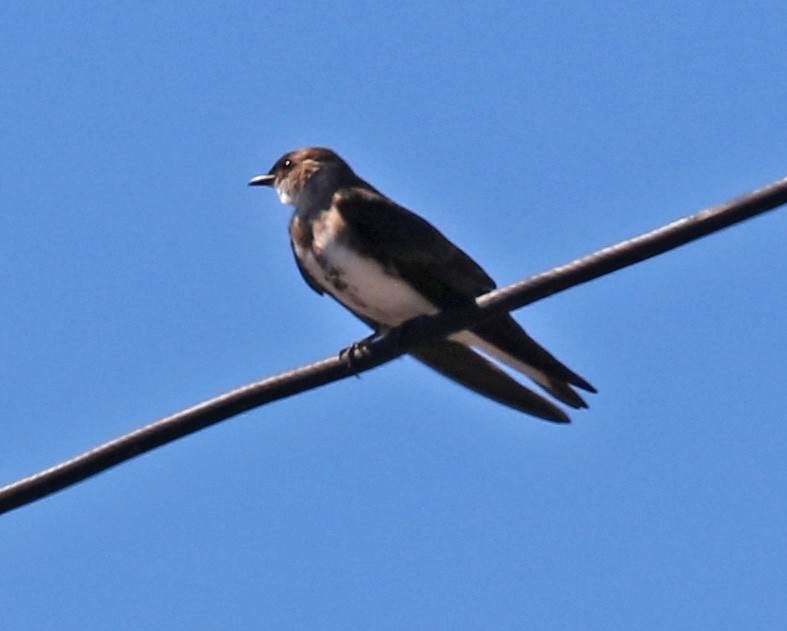 Brown-chested Martin - ML86158541