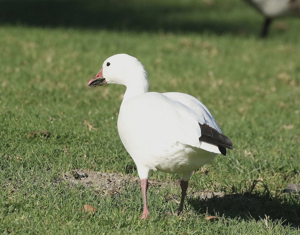 Snow Goose - Chris Orr