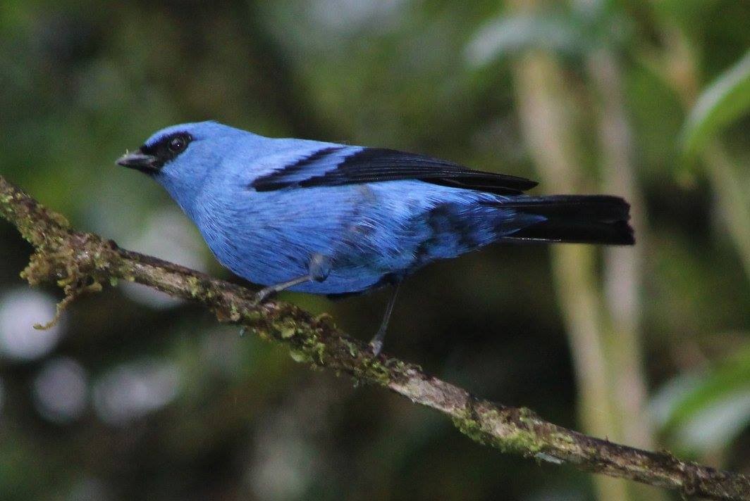 Blue-and-black Tanager - ML86159291
