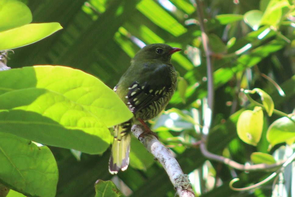 Barred Fruiteater - ML86159371