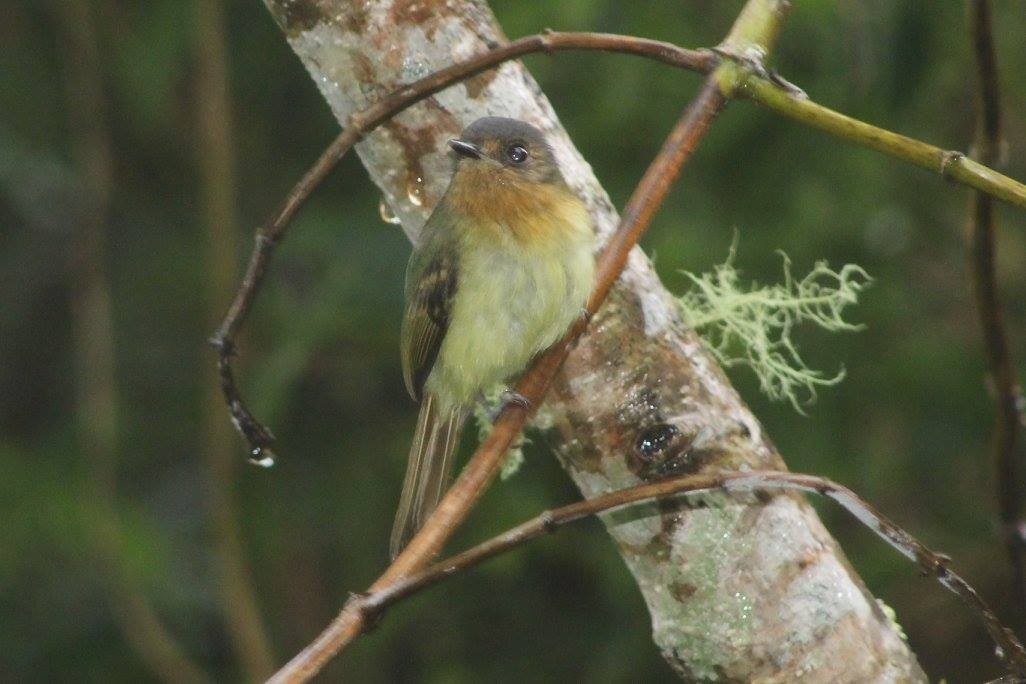 Rufous-breasted Flycatcher - ML86159451
