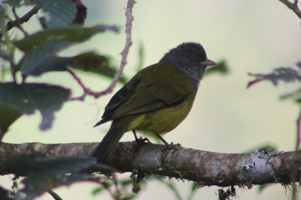 Gray-hooded Bush Tanager - ML86159791