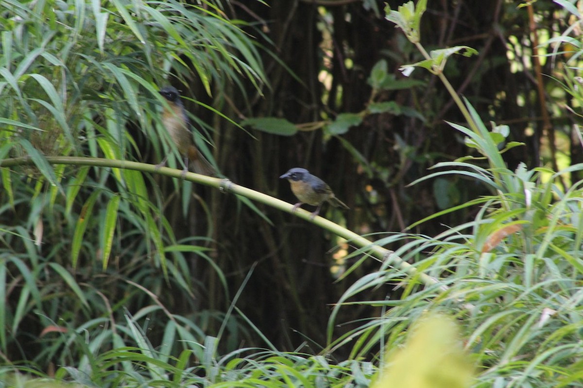 Black-eared Hemispingus - ML86159811