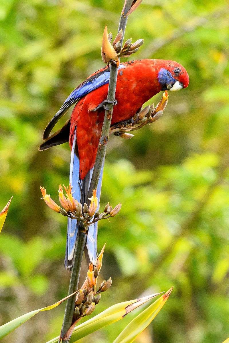 Crimson Rosella - Richard Smart