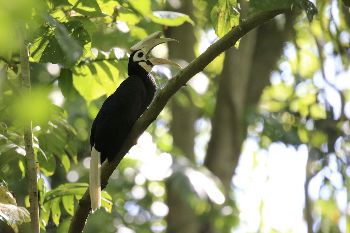 Palawan Hornbill - ML86162101