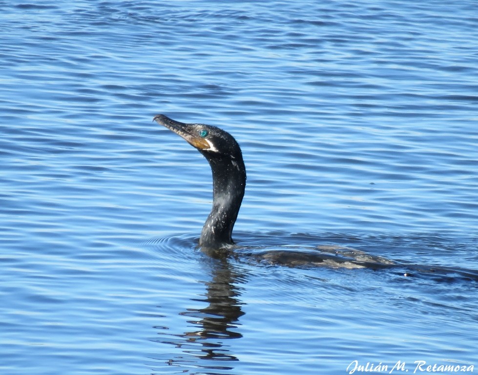 Neotropic Cormorant - ML86162111