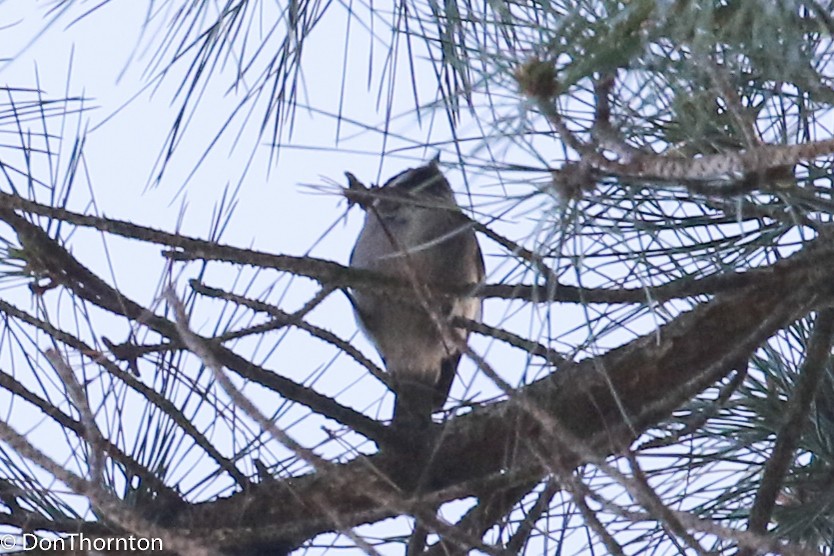 Mountain Chickadee - ML86162231
