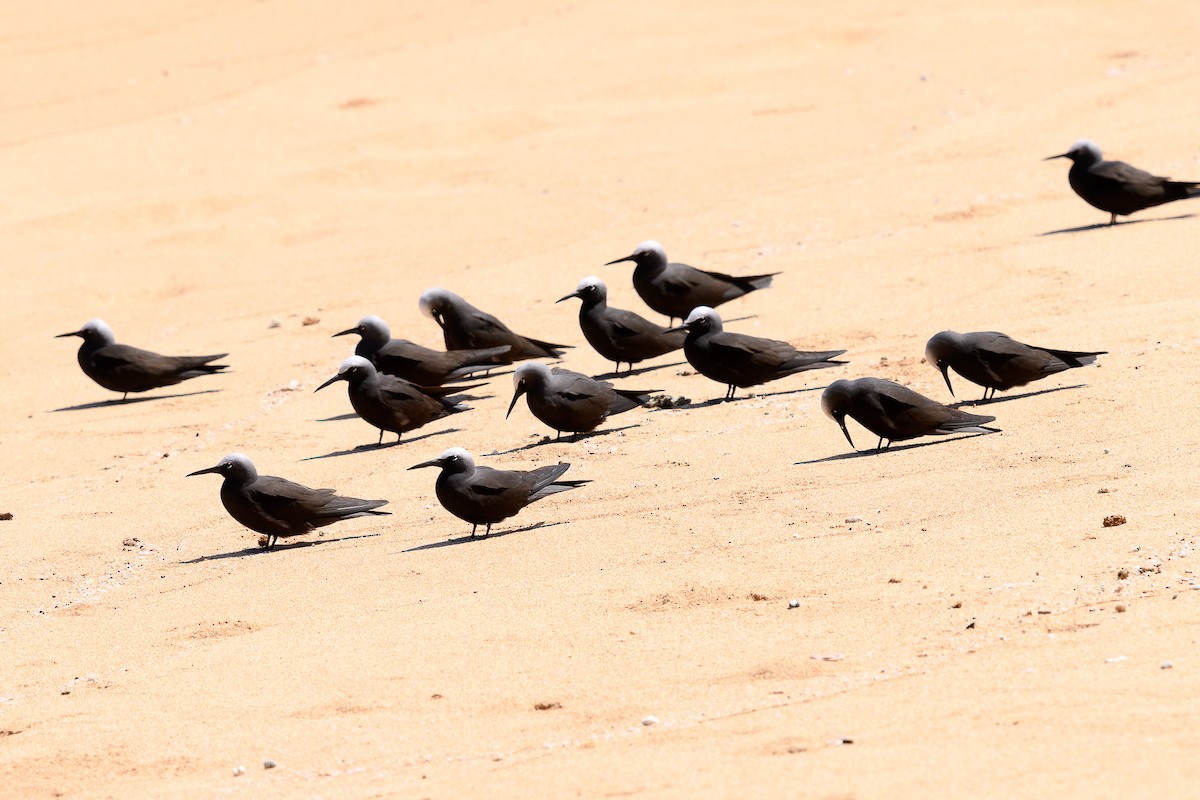 Black Noddy - Richard Smart