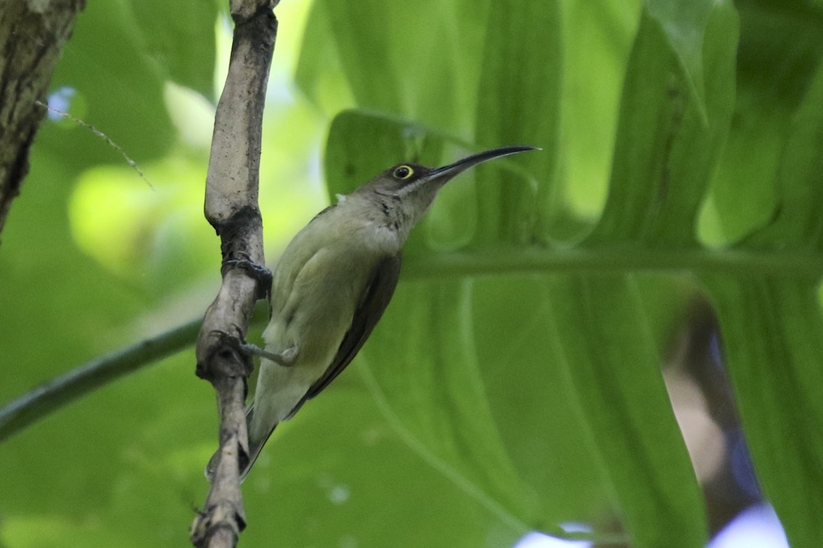 Pale Spiderhunter - Knut Hansen