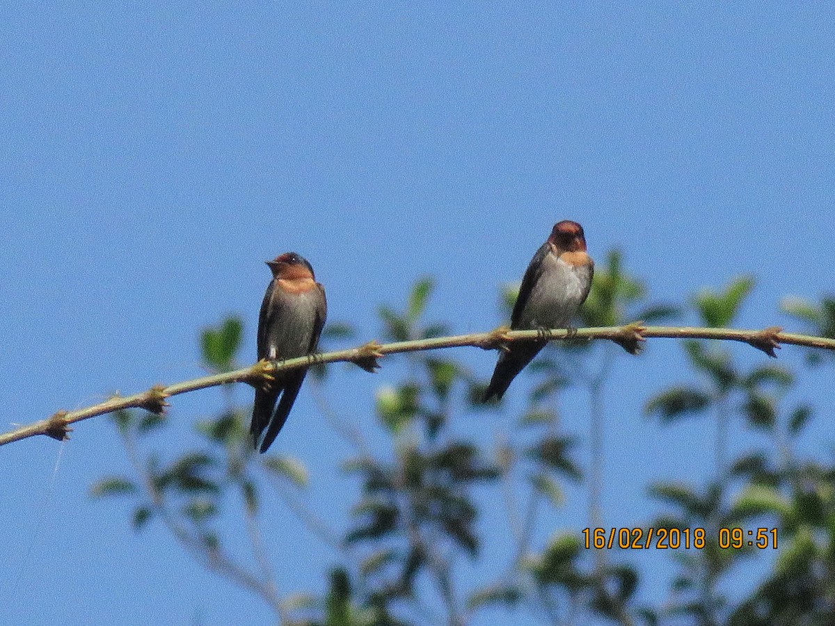 Pacific Swallow - ML86163111