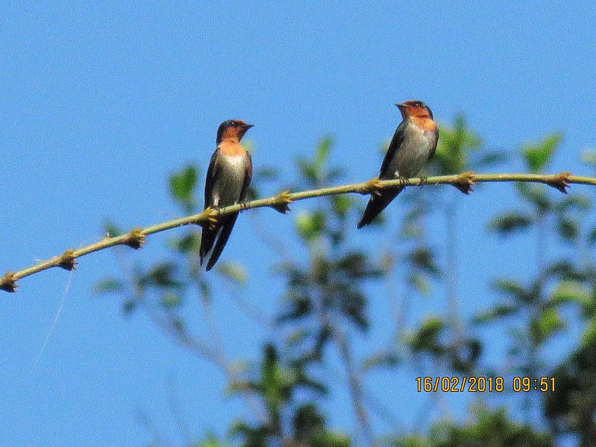 Pacific Swallow - ML86163121
