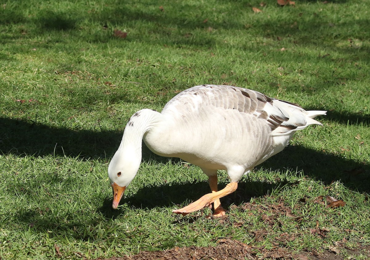 Canada Goose - ML86164221