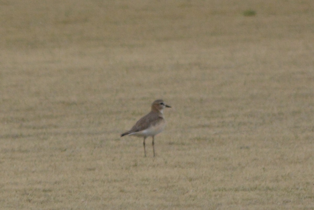 Mountain Plover - Tim Johnson