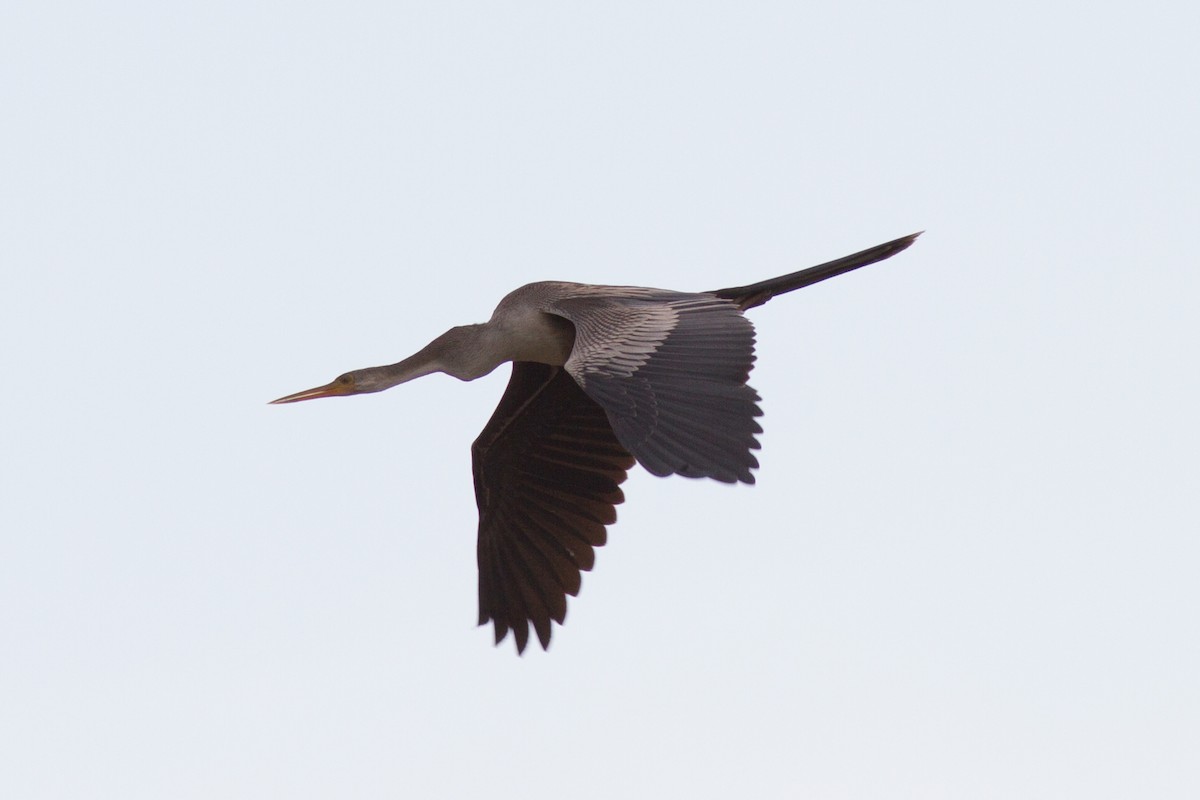 anhinga americká - ML86167961