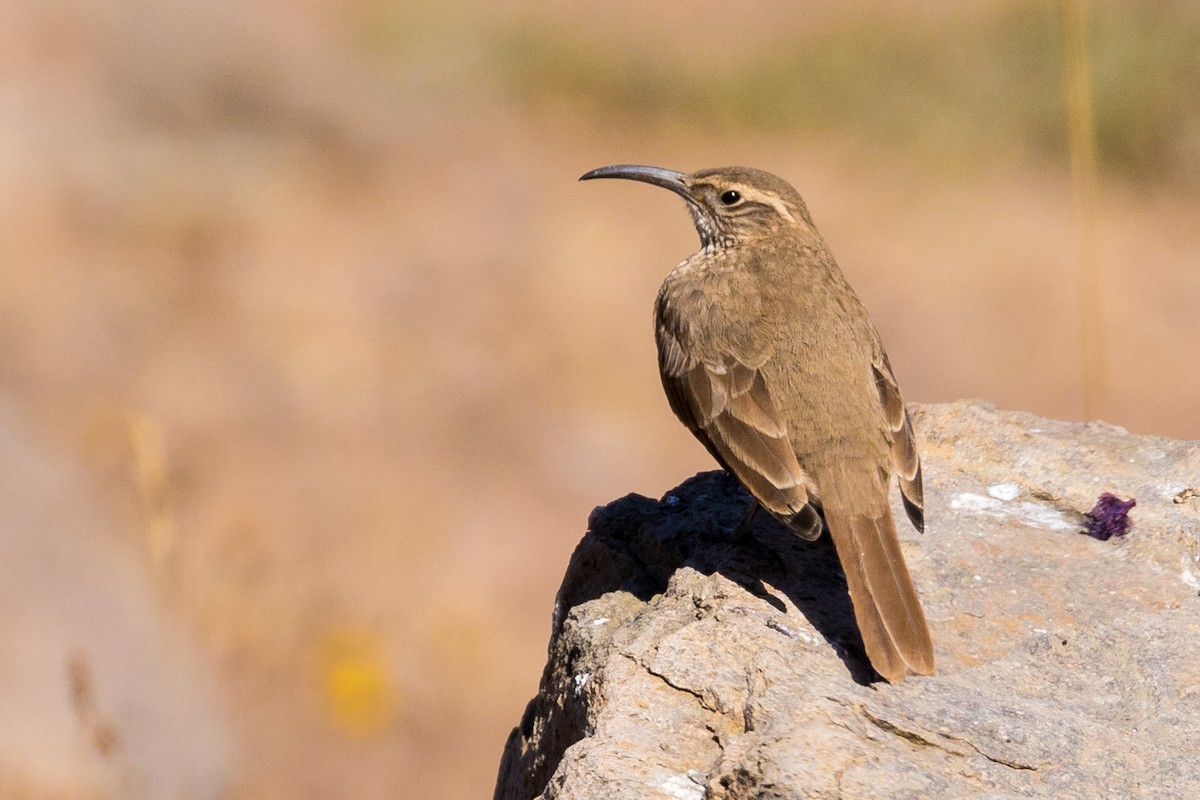 Scale-throated Earthcreeper - ML86169171