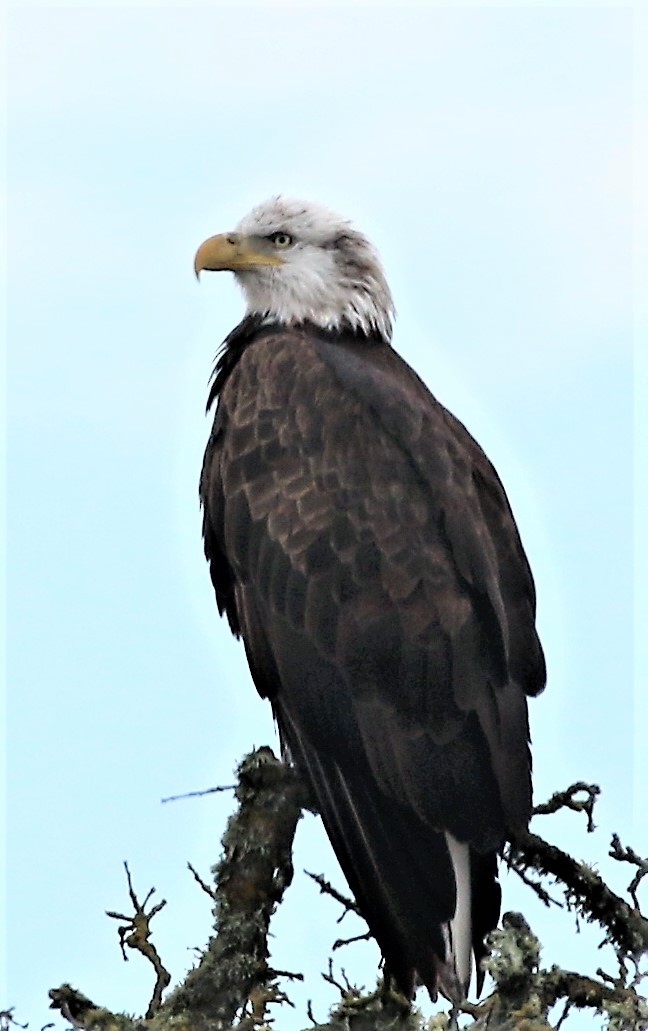 Weißkopf-Seeadler - ML86169741