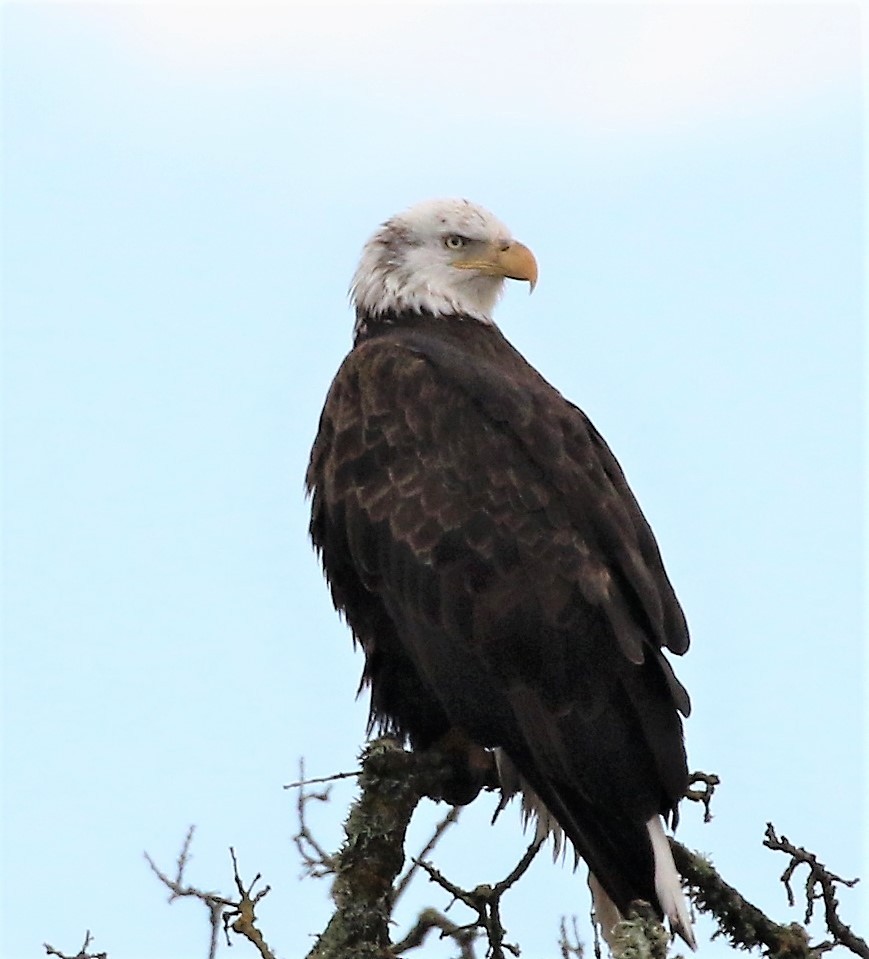 Weißkopf-Seeadler - ML86169771