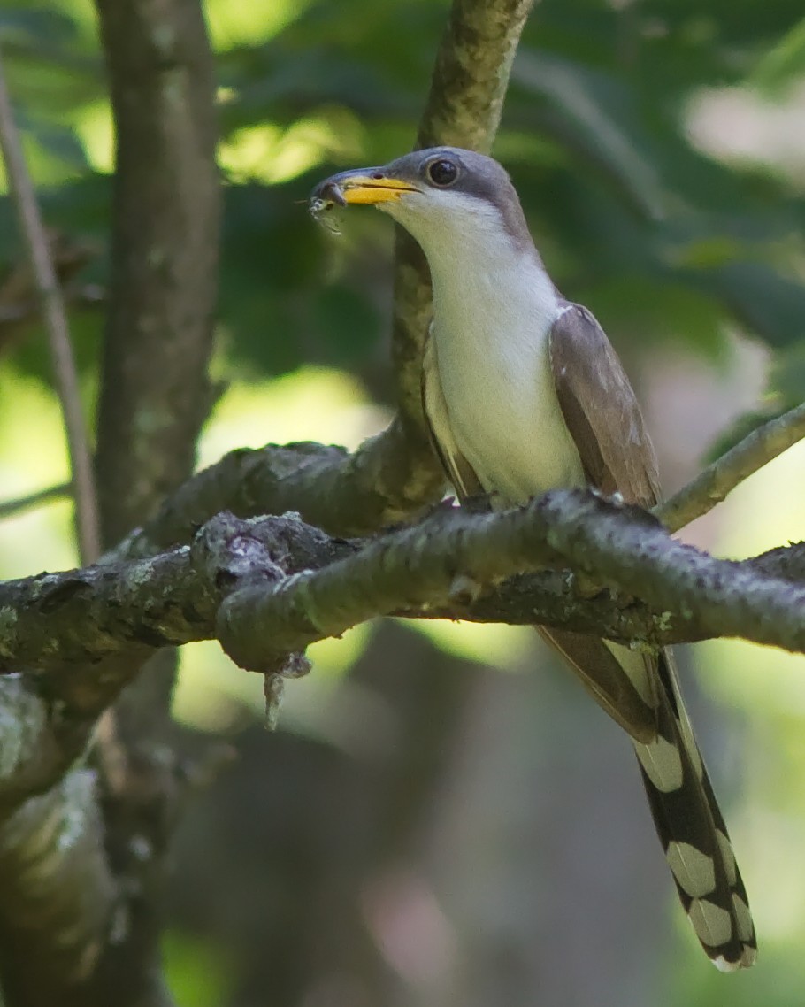 Yellow-billed Cuckoo - ML86171571