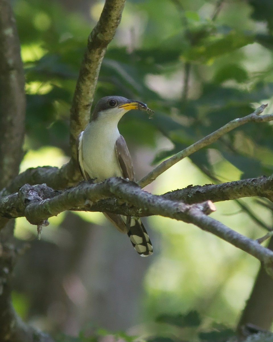 Yellow-billed Cuckoo - ML86171581