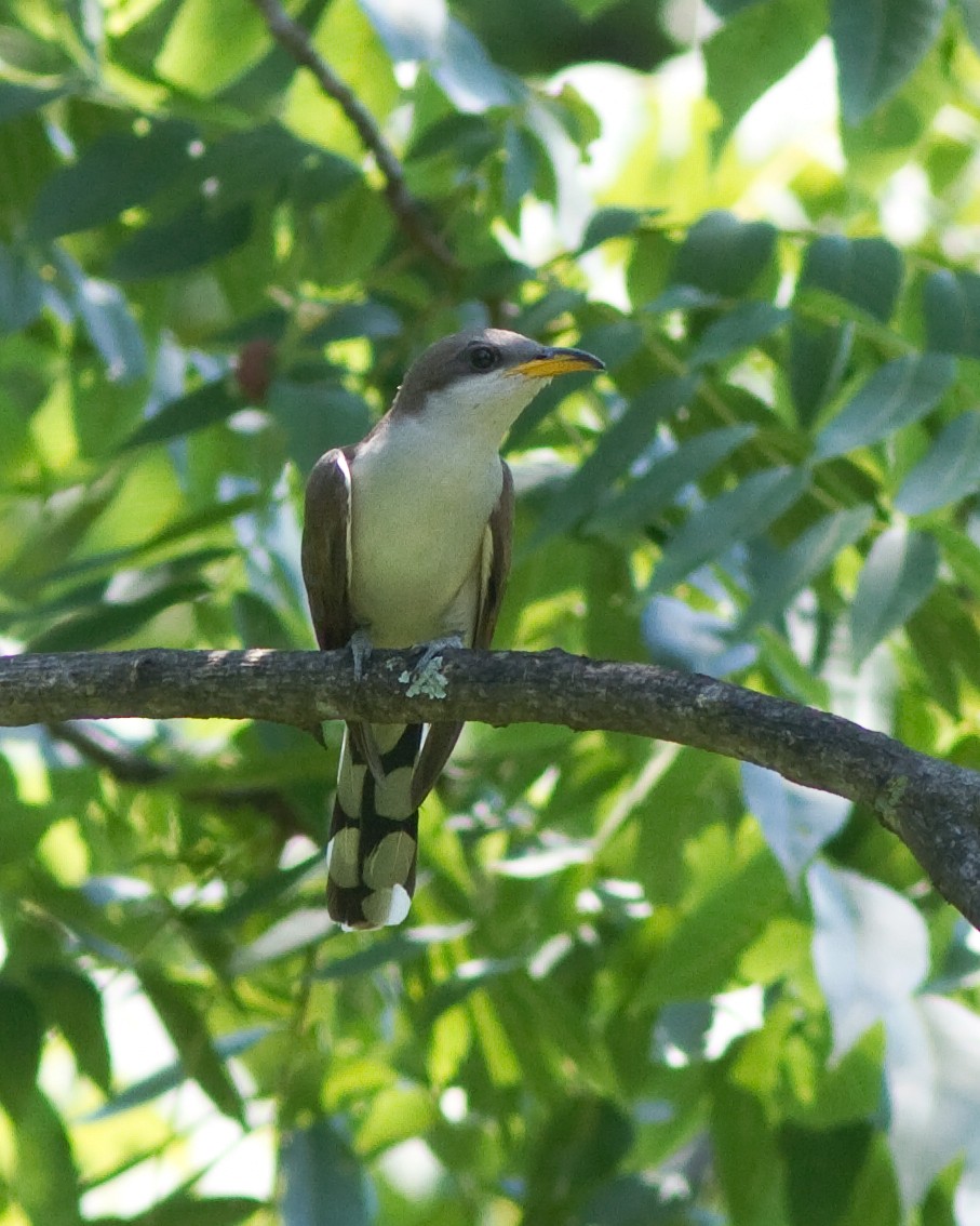 Yellow-billed Cuckoo - ML86171591