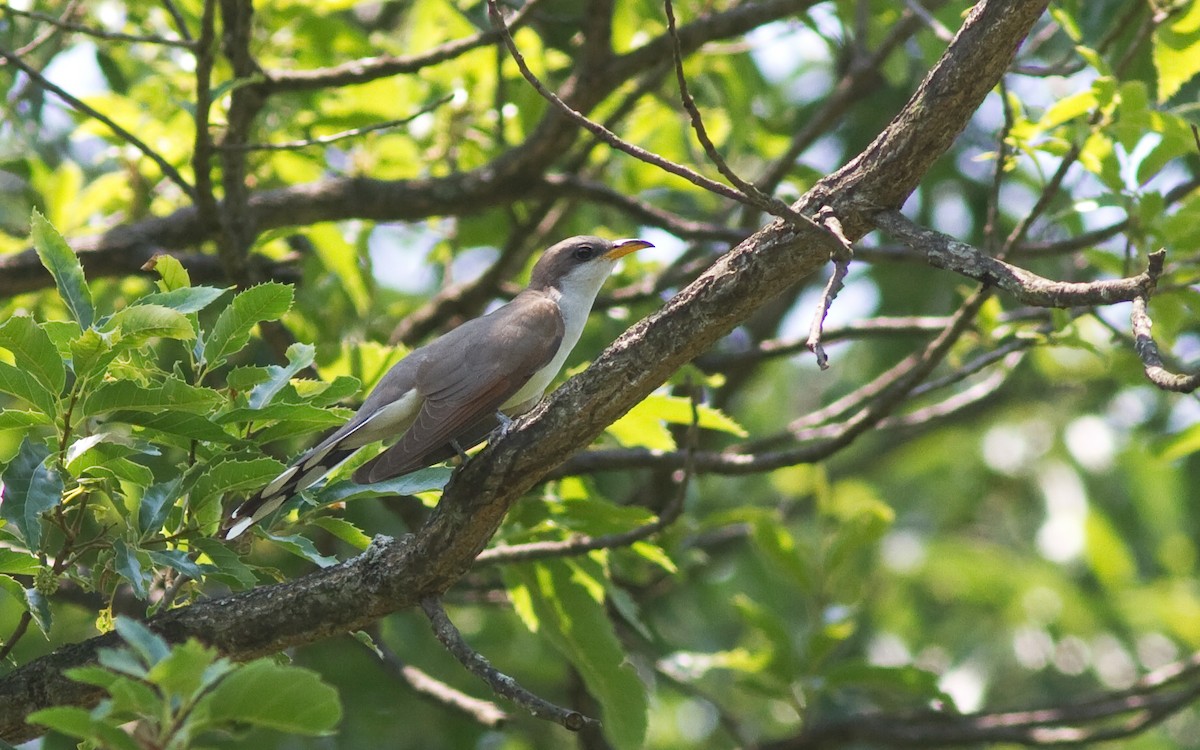 Yellow-billed Cuckoo - ML86171611