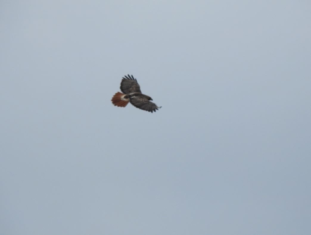 Red-tailed Hawk - Rick Luehrs