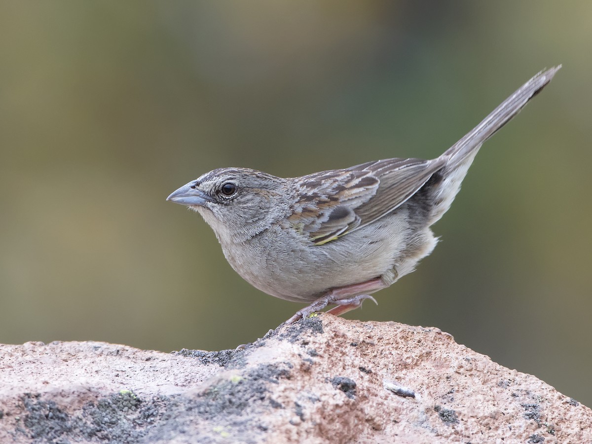 Botteri's Sparrow - ML86174531