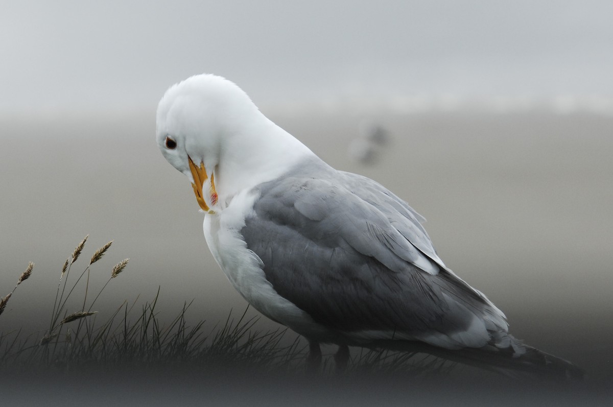 Western Gull - ML86174801