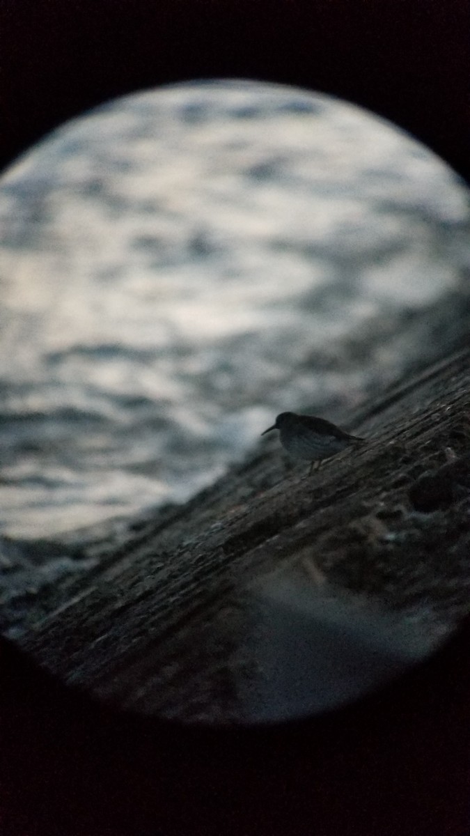 Purple Sandpiper - ML86175541