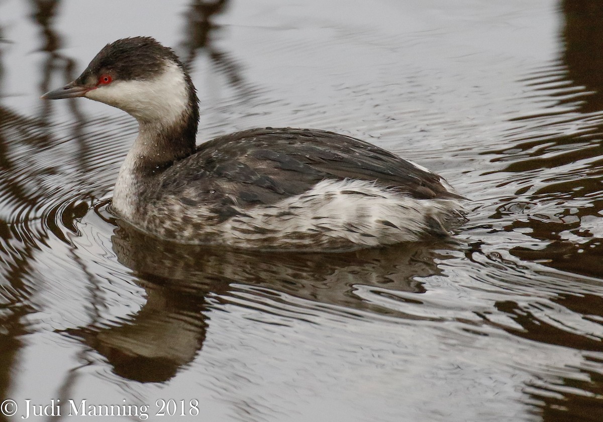 Horned Grebe - ML86176031