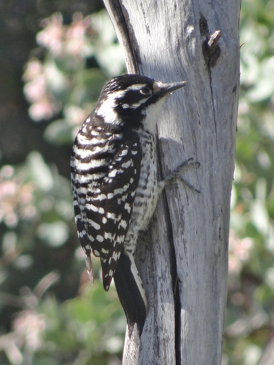 Nuttall's Woodpecker - Cara Barnhill