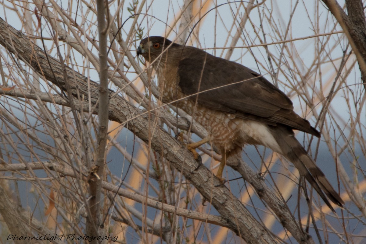 Cooper's Hawk - ML86179401