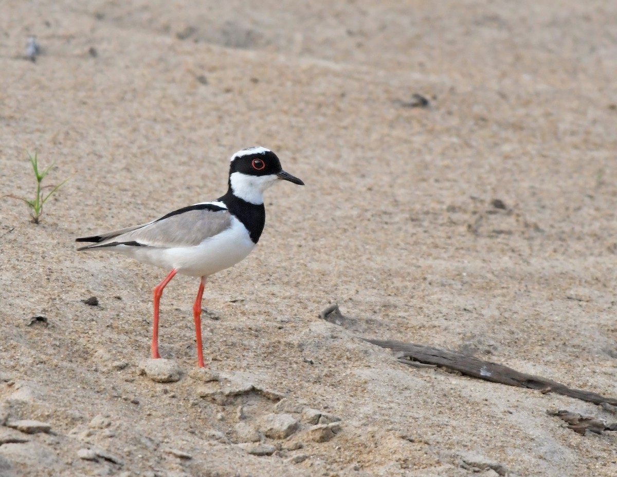 Pied Plover - Joshua Vandermeulen