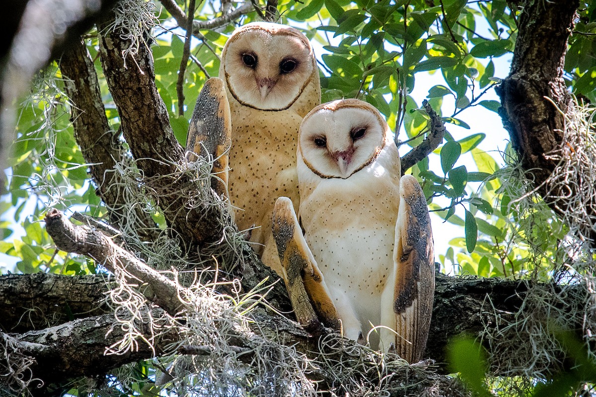 Barn Owl - ML86181971