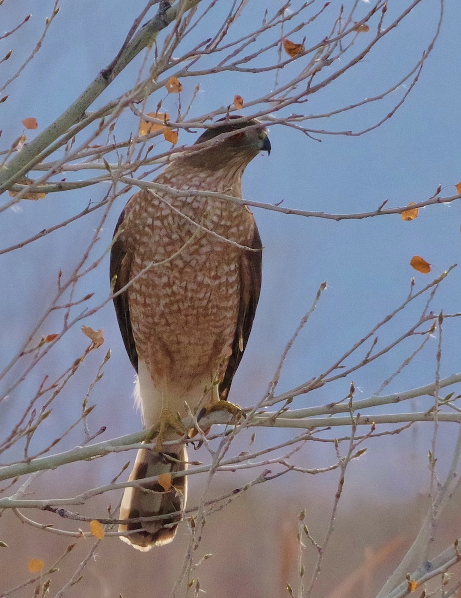 Cooper's Hawk - ML86182861