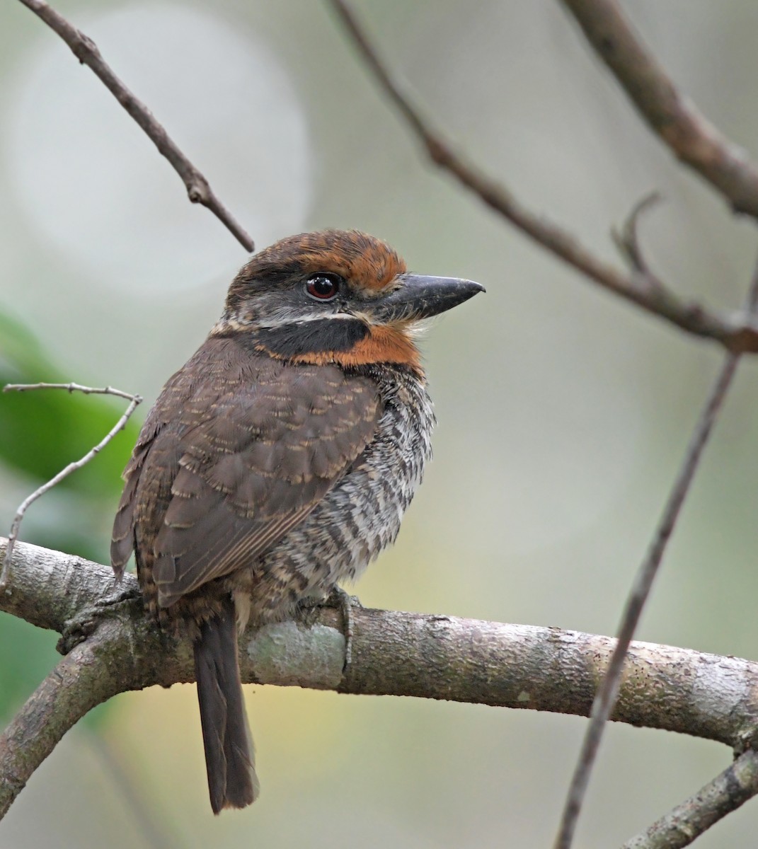 Spotted Puffbird - Joshua van der Meulen