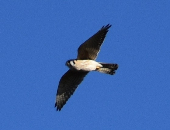 American Kestrel - ML86184861