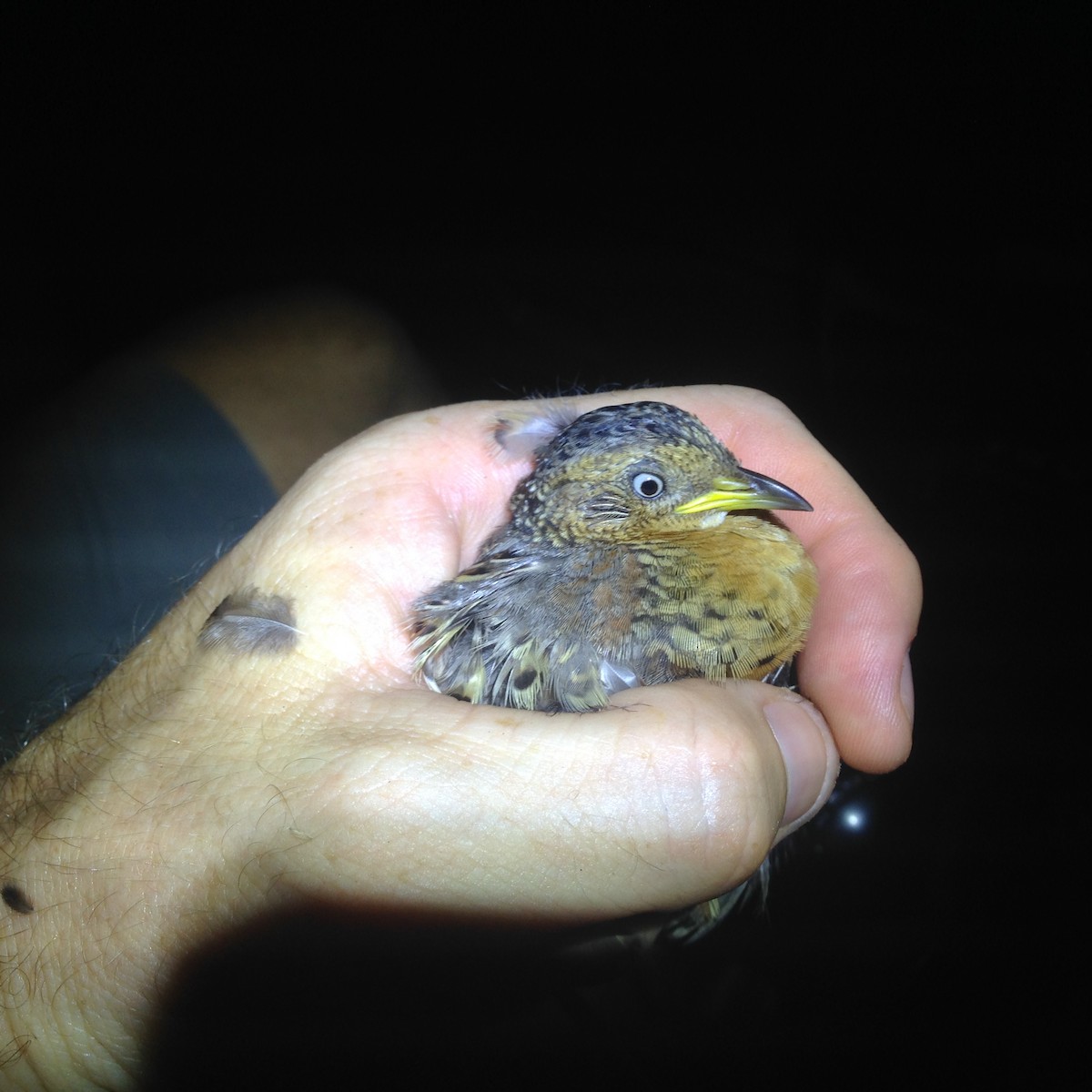 Red-backed Buttonquail - ML86185171