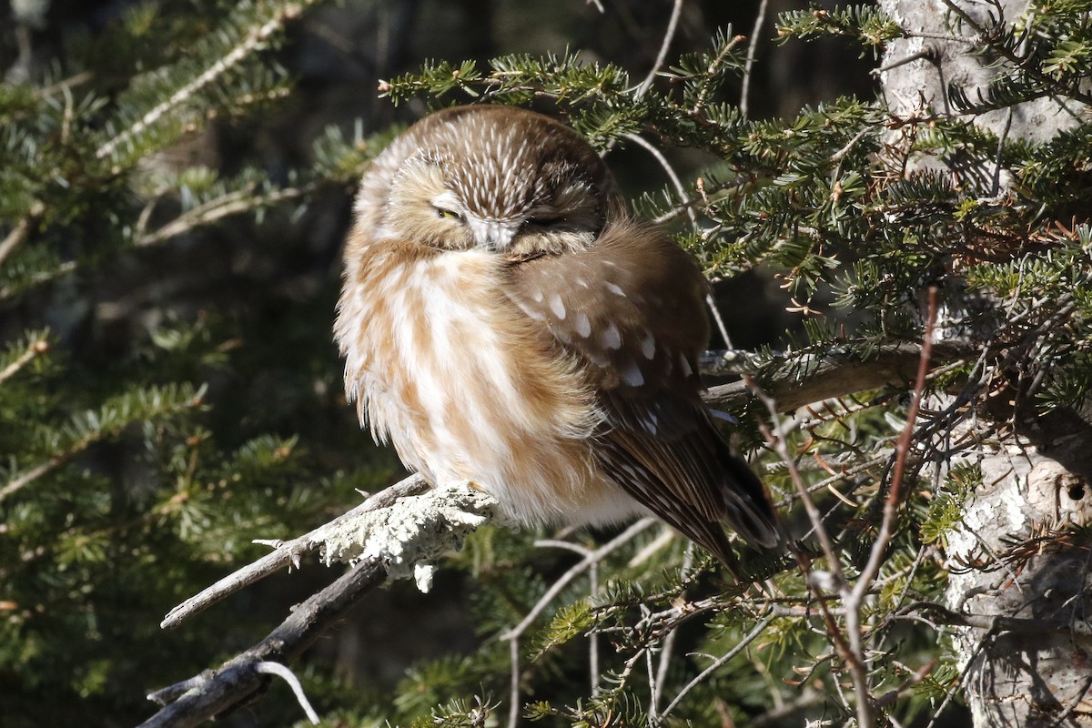 Northern Saw-whet Owl - ML86186121