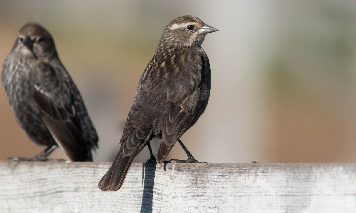 Red-winged Blackbird (California Bicolored) - ML86186551