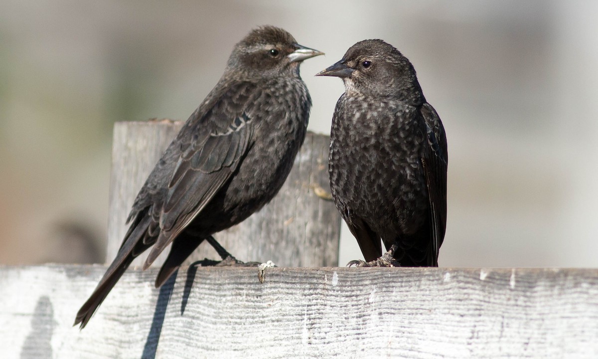 Tricolored Blackbird - ML86186591