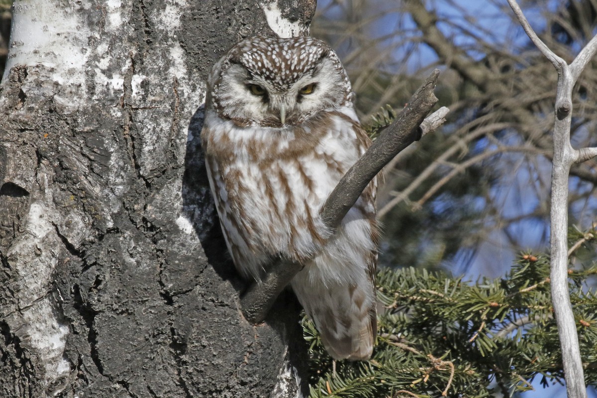 Boreal Owl - ML86187011