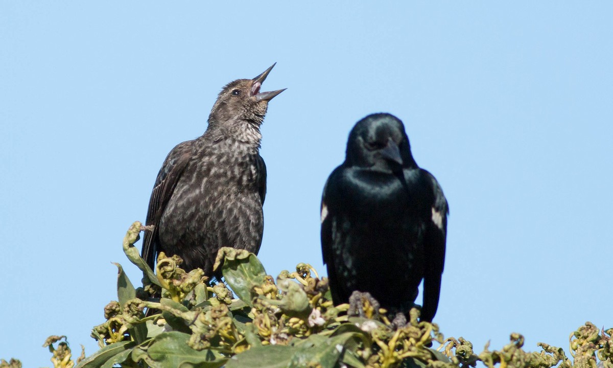 Tricolored Blackbird - ML86187091