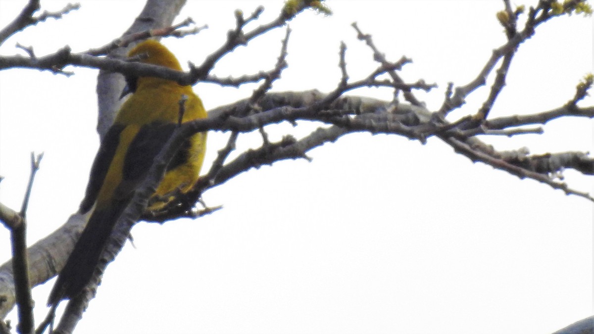 Yellow-backed Oriole - ML86187491